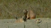 PICTURES/Theodore Roosevelt National Park/t_Prairie Dogs17.JPG
